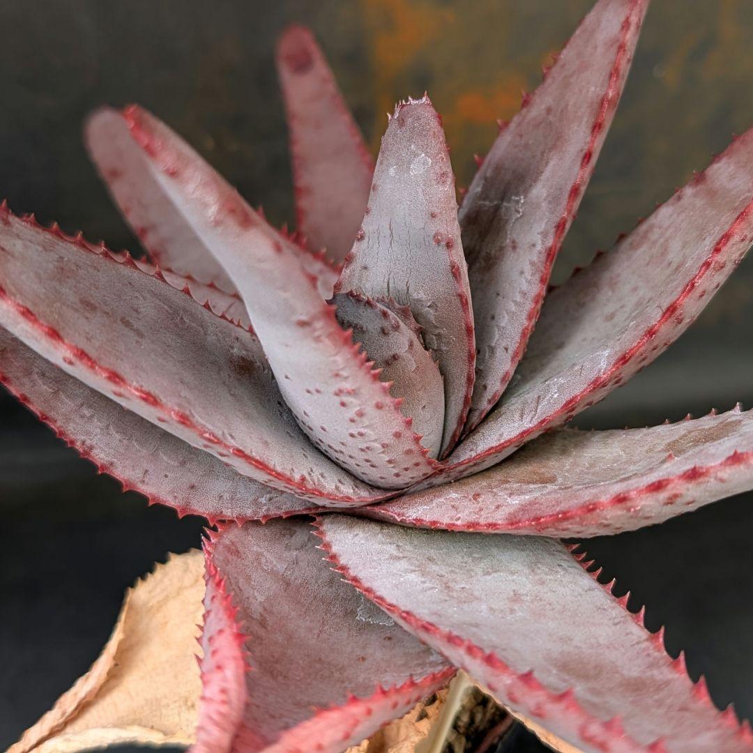 ロウルサンコさんラベル付き＆メルカリ便発送☆アロエ コニフェラ