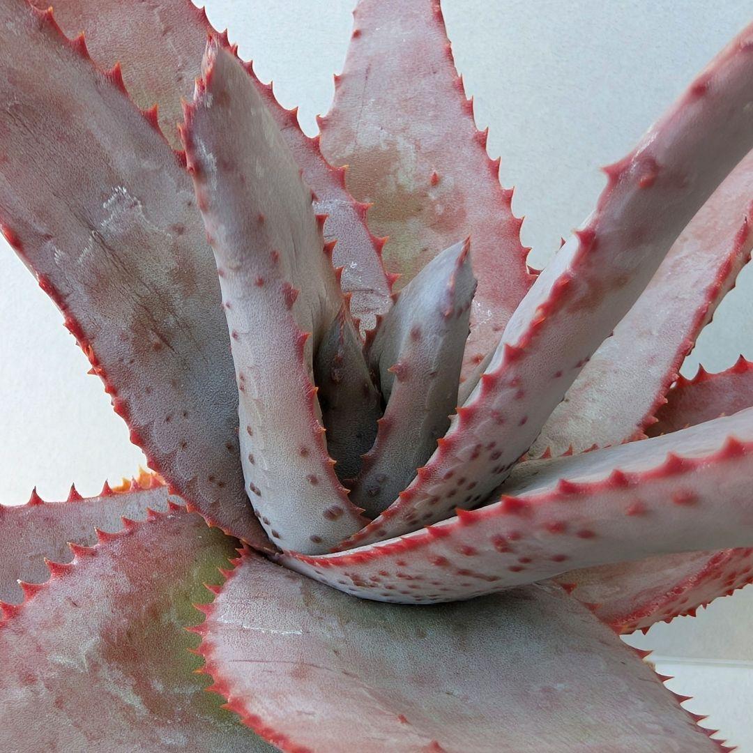 ロウルサンコさんラベル付き＆メルカリ便発送☆アロエ コニフェラ