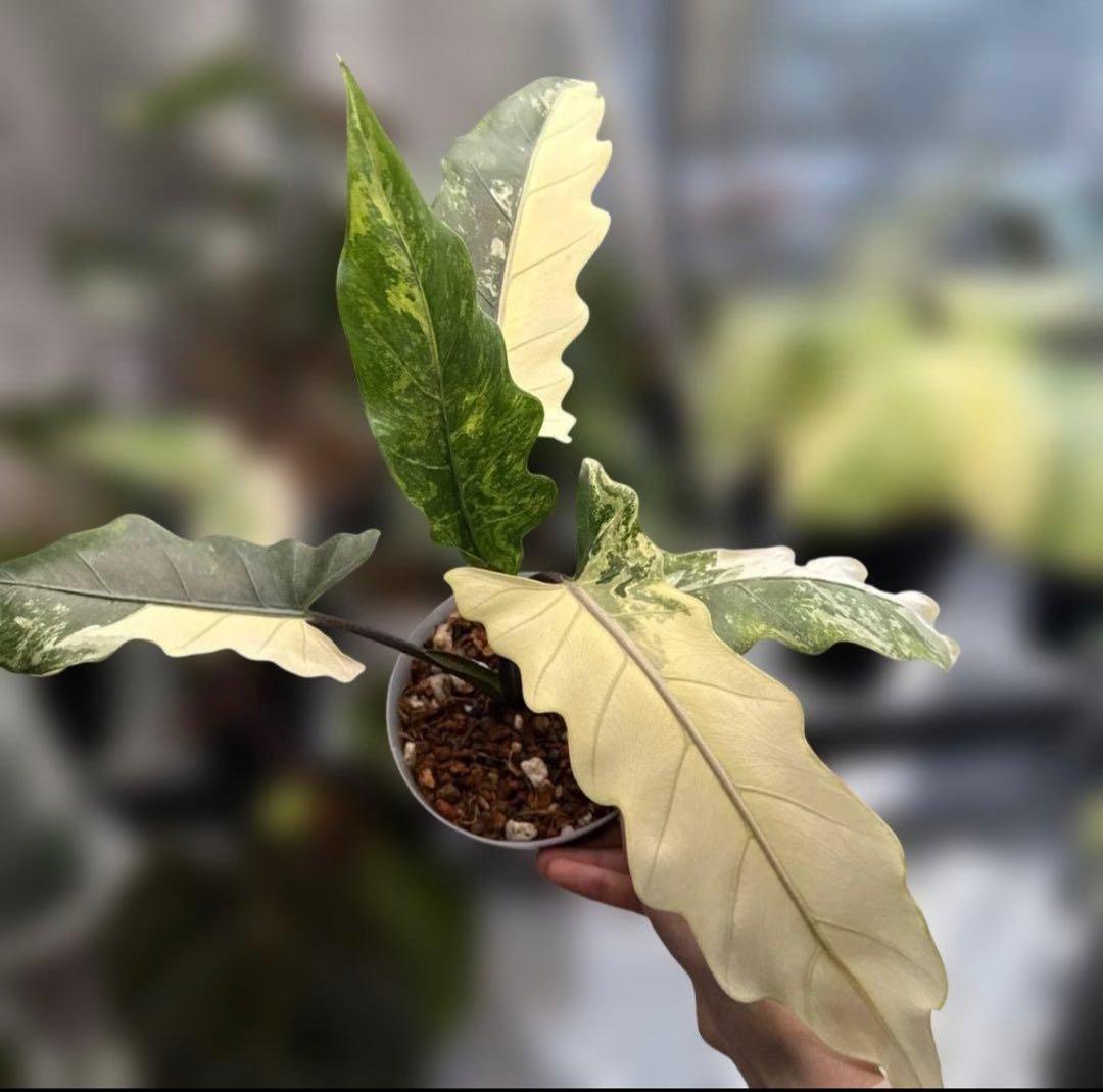 希少 アロカシア ラウテルバキアナ アルボ - メルカリ