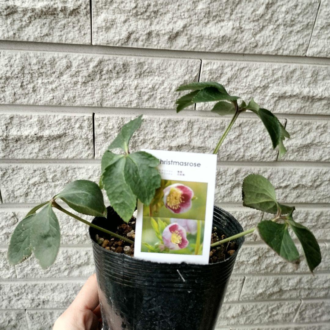 クリスマスローズ ss パステリッシュ ストレイン 4号 苗 鉢 バラ