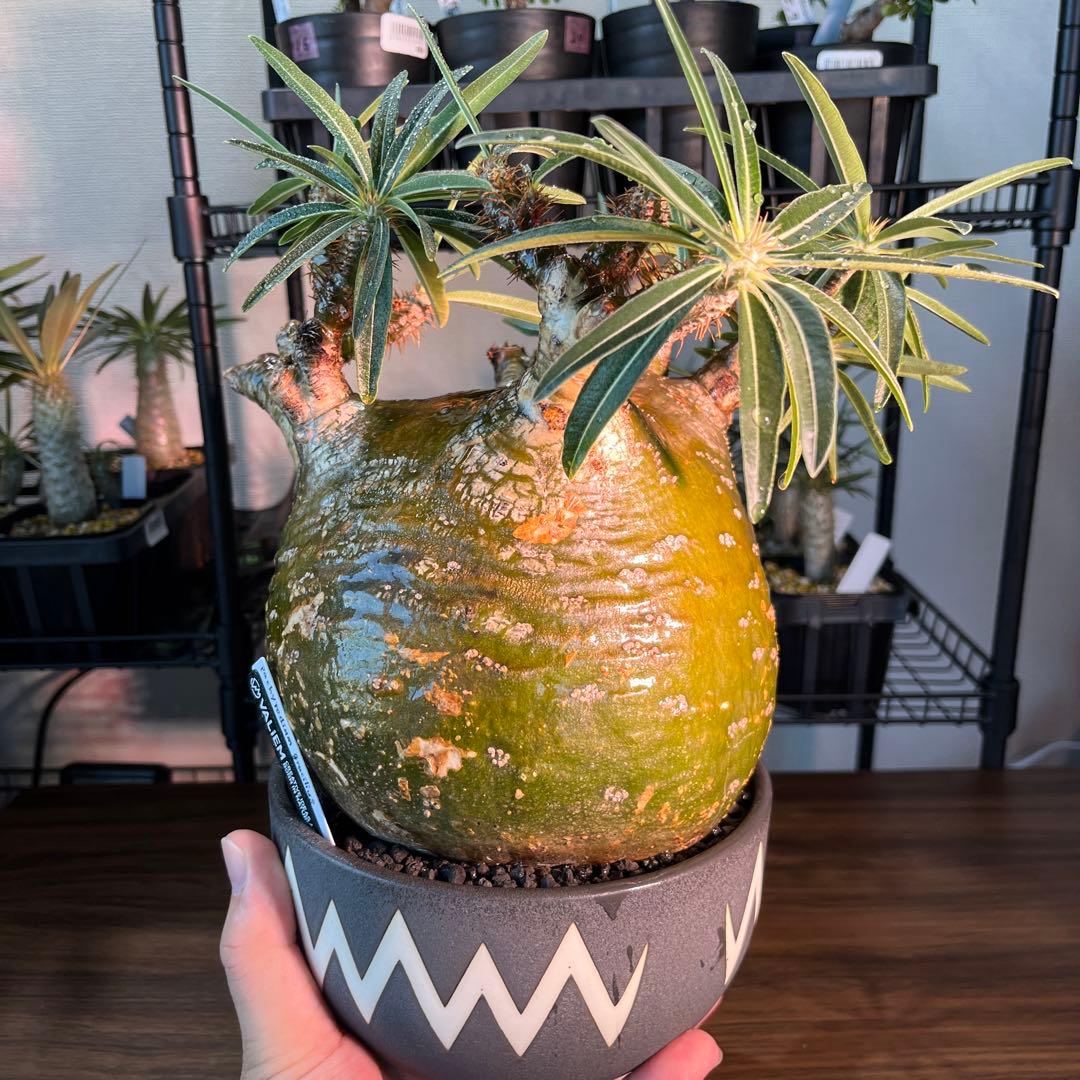 パキポディウムグラキリス 大型株まん丸短枝の緑肌 - メルカリ