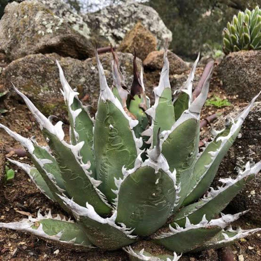 【希少株】Agave “X” アガベ エックス/ホワイトファング 子株