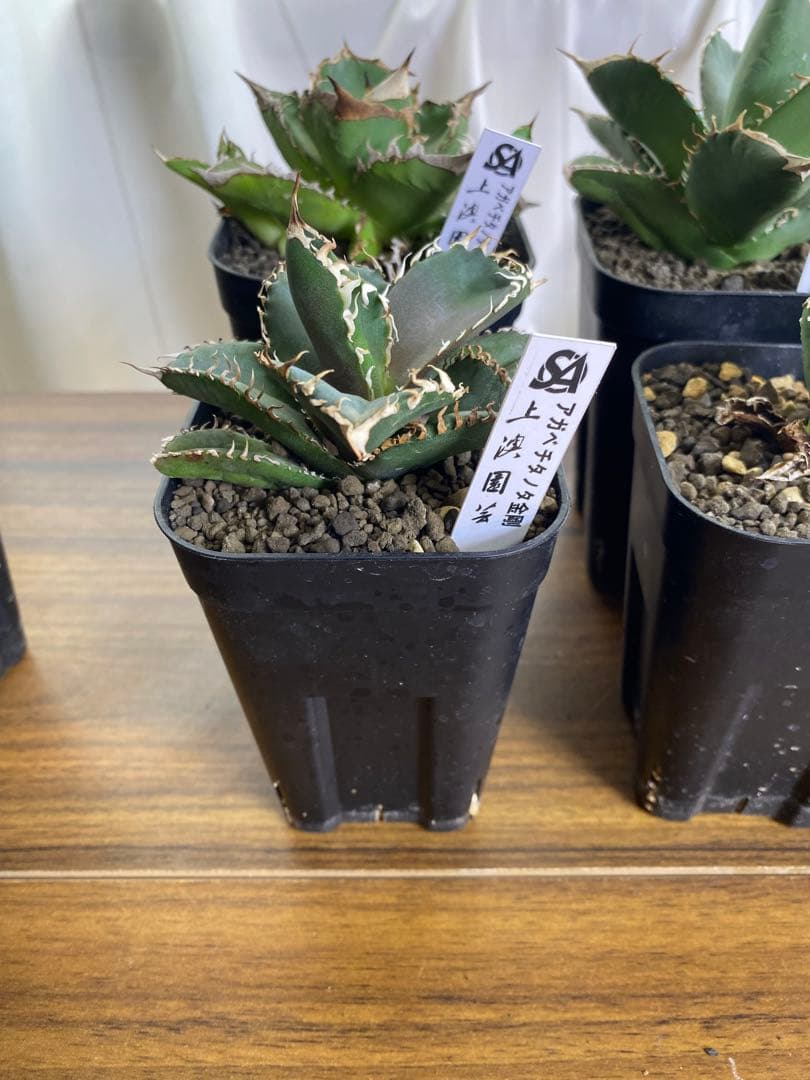 上澳園芸】アガベ チタノタ 高級株 子株 セット(白豪棘、蚩尤、白翠牛