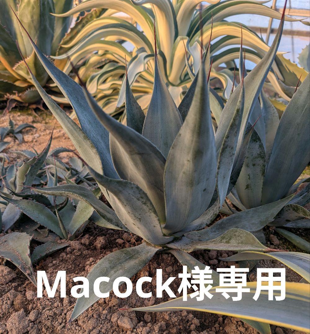 アガベ パリー トランカータ 実生株極上個体 鋸歯厳つめ・トップ