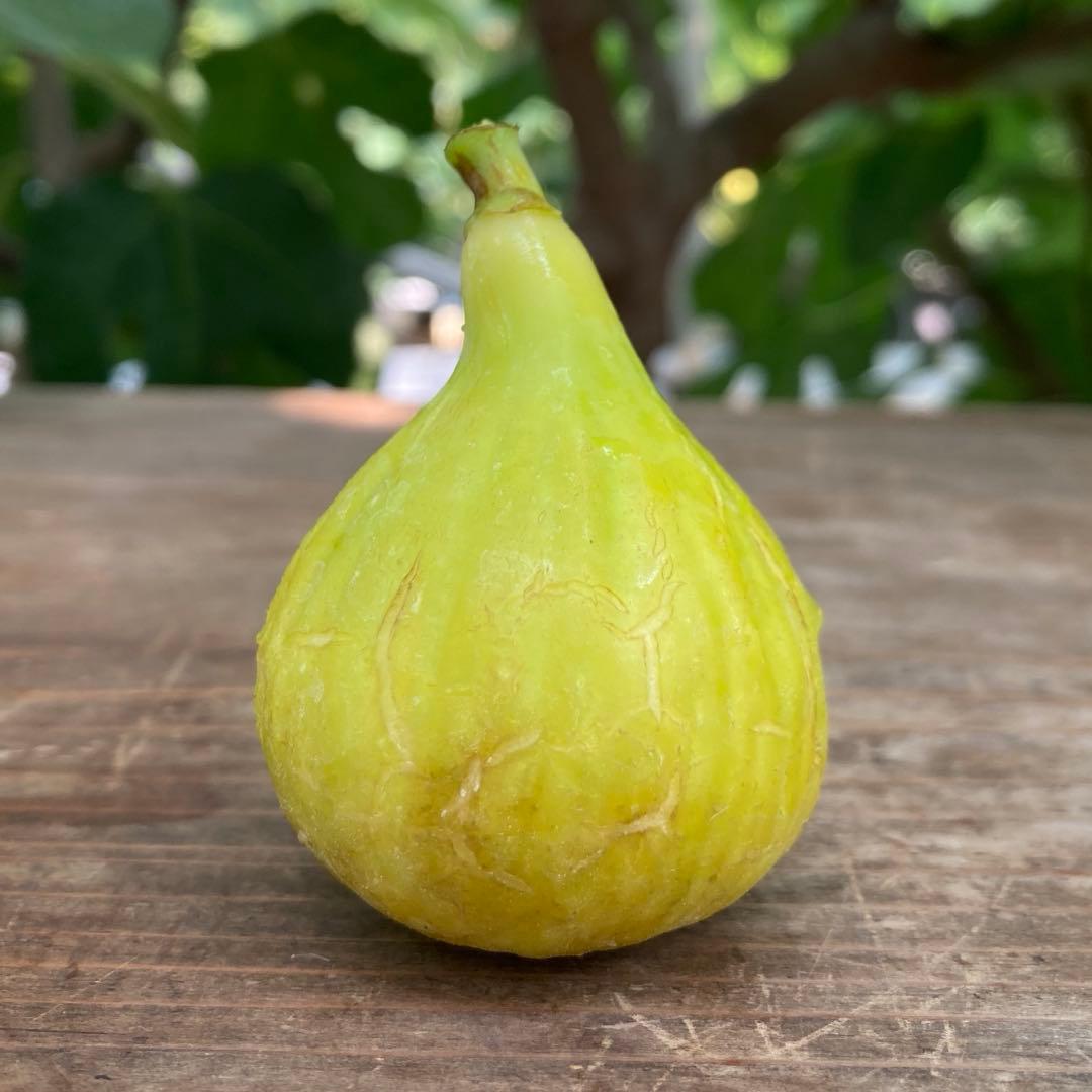 Dolca 穂木 イチジク - メルカリ
