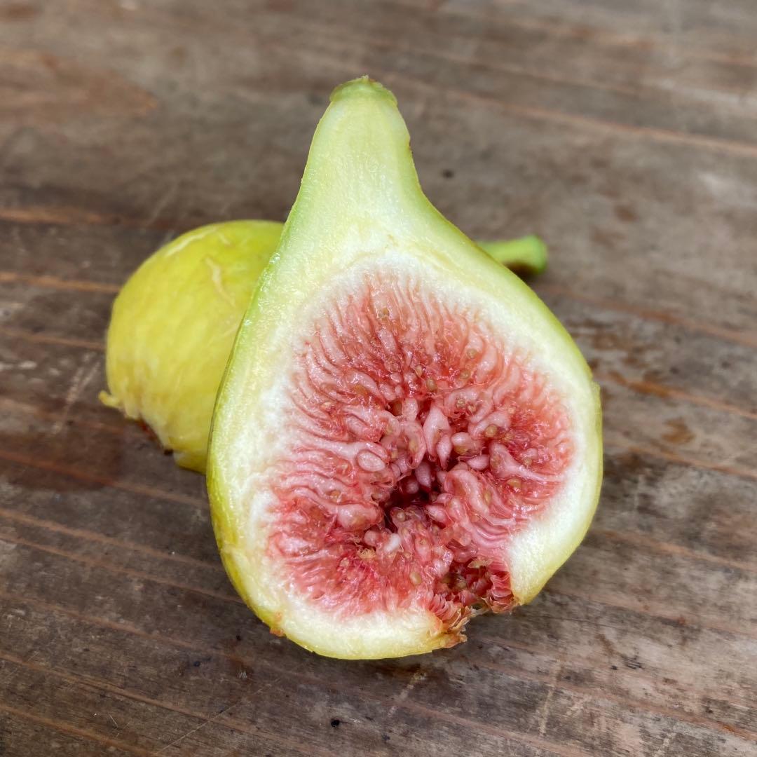 Dolca 穂木 イチジク - メルカリ