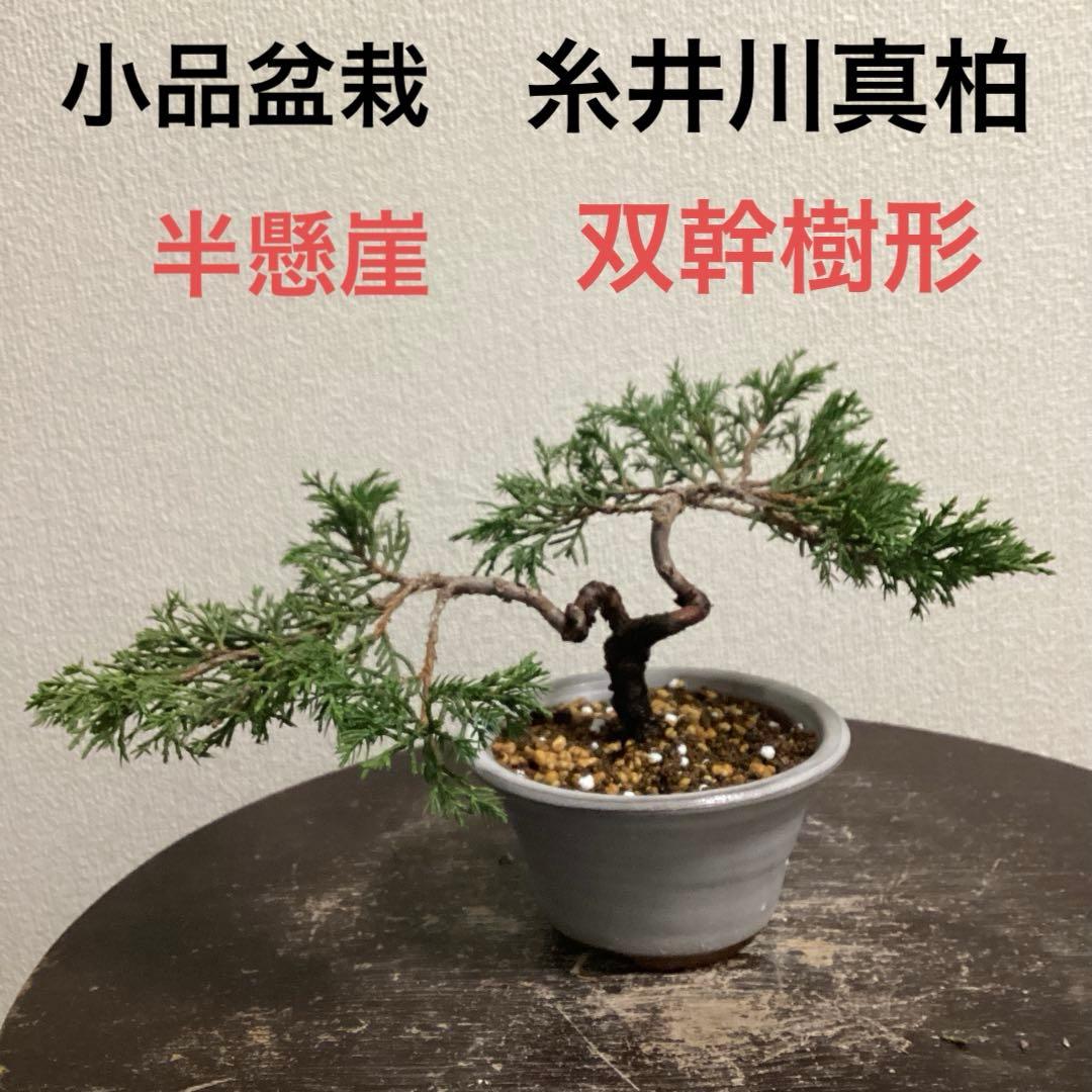 小品盆栽 双幹の半懸崖の糸魚川真柏 畳み込み 豆盆栽鉢 売り上げ金は
