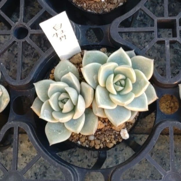 ☆彩之助☆さん専用