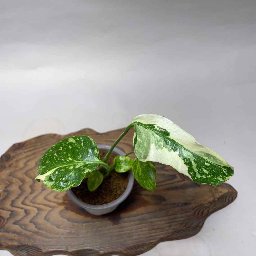 Q61 品種保証 【希少】モンステラ・エレクトロライト 美株 斑入り 希少