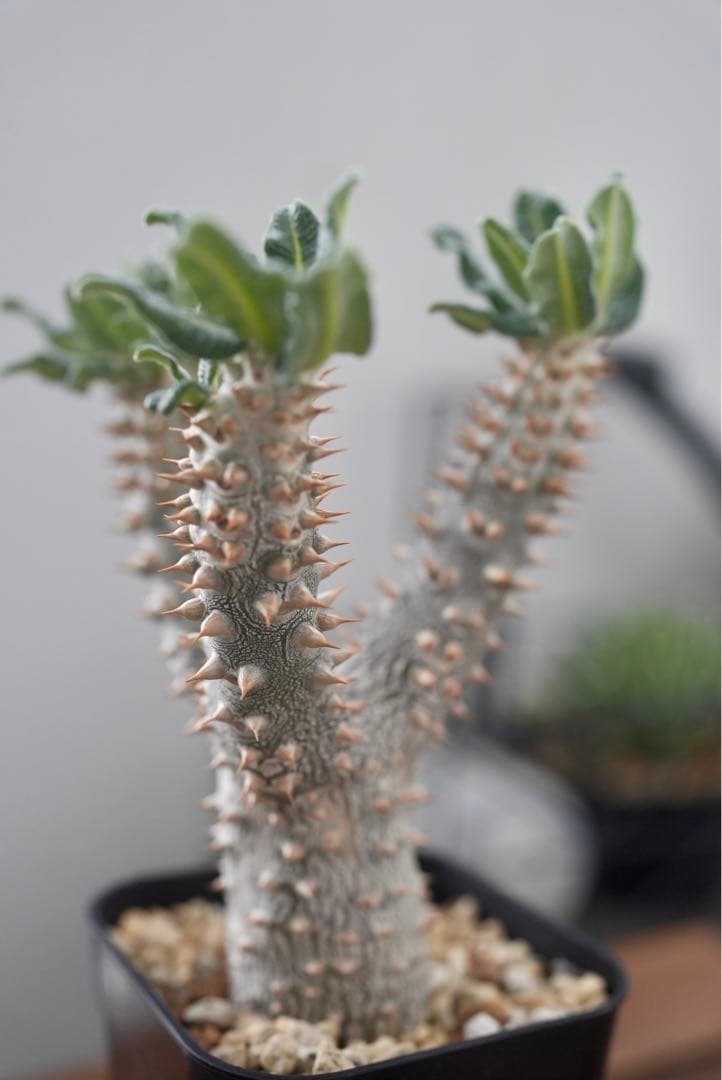 パキポディウム タッキー 大株　開花株 パキポディウム タッキー 大株 開花株 🏅