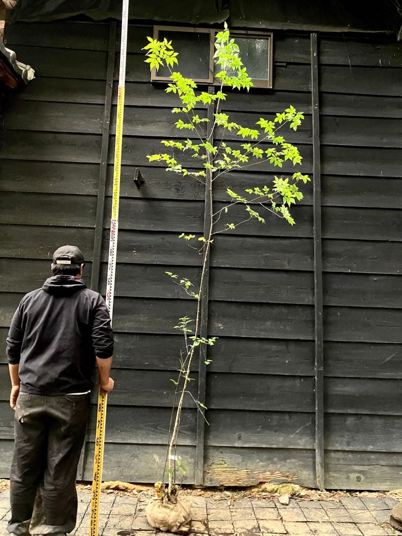91 山採り　アオダモ　ミヤマガマズミ付き 楽天市場】【ミヤマアオダモ】 株立ち 自然樹形 樹高H≒175 × 枝張W