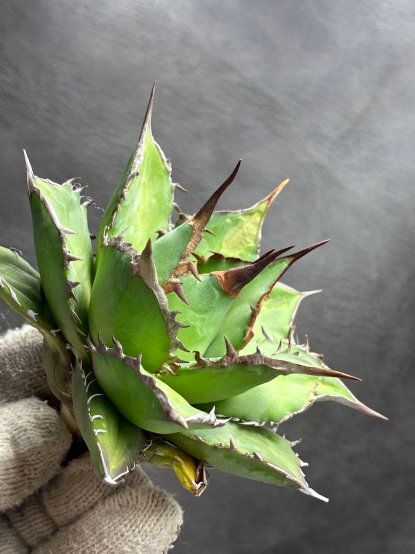 アガベ チタノタ 「076 」極上強棘 特選株 優良血統 - メルカリ