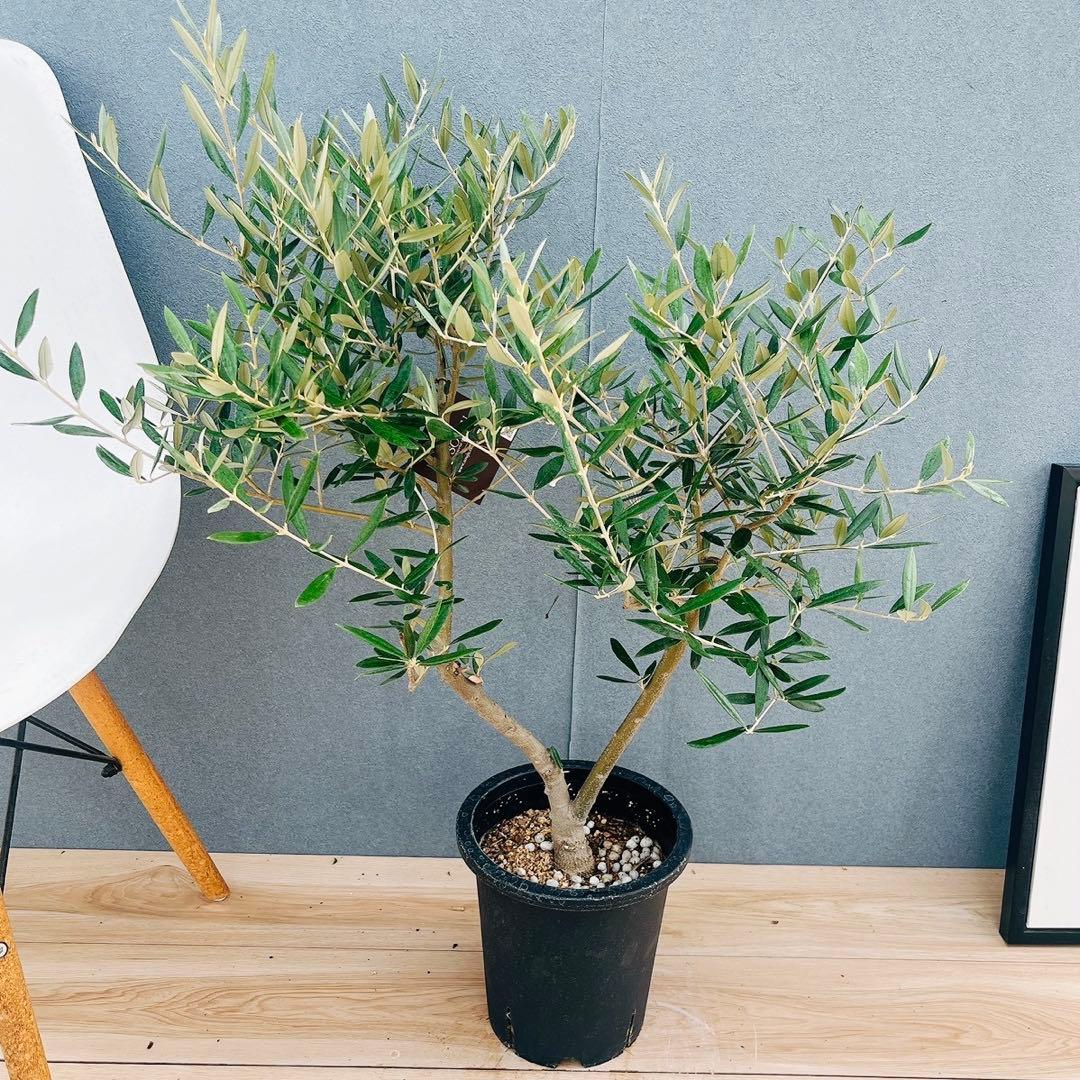 ［現品］37番　創樹　オリーブ　ピクアル　7号　大型　屋外　オリーブの木　人気 現品］37番 創樹 オリーブ ピクアル 7号 大型 屋外 オリーブの木
