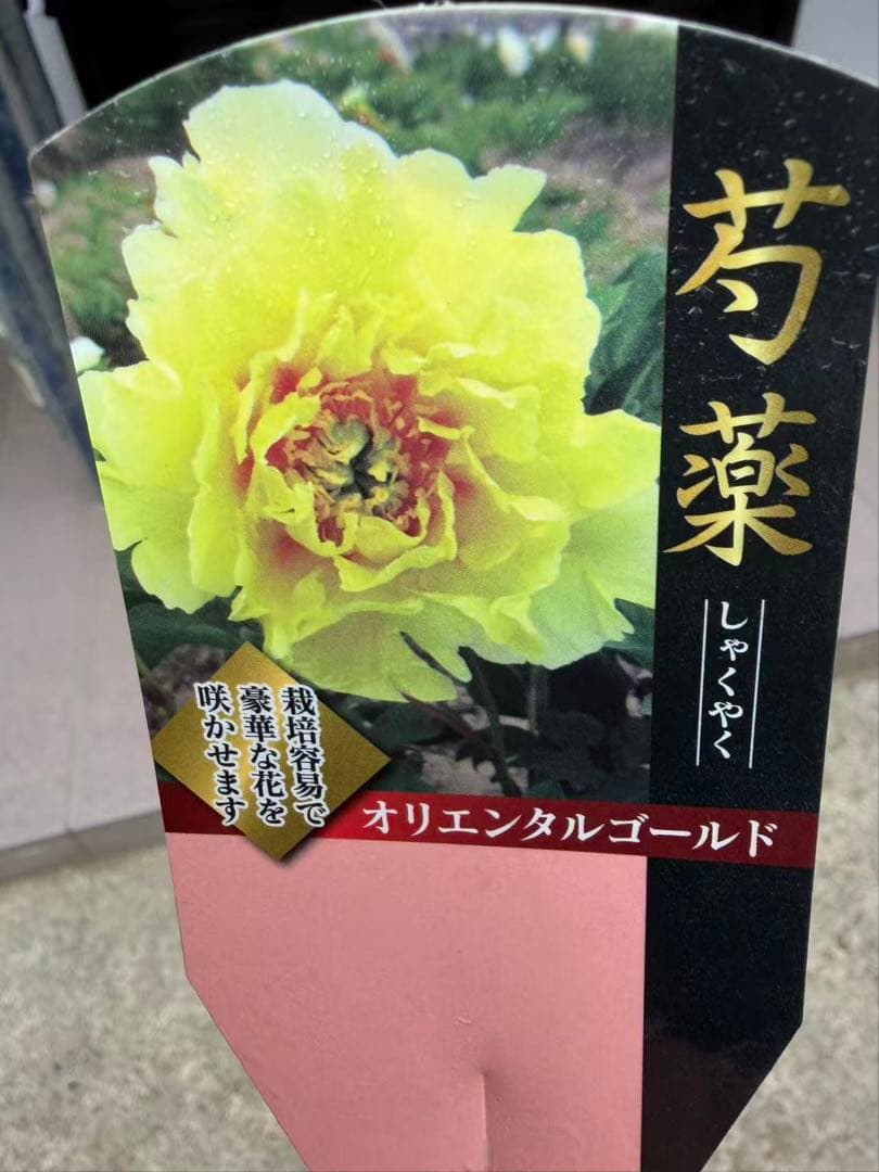 芍薬苗 オリエンタルゴールド 特大株 鉢ごと発送