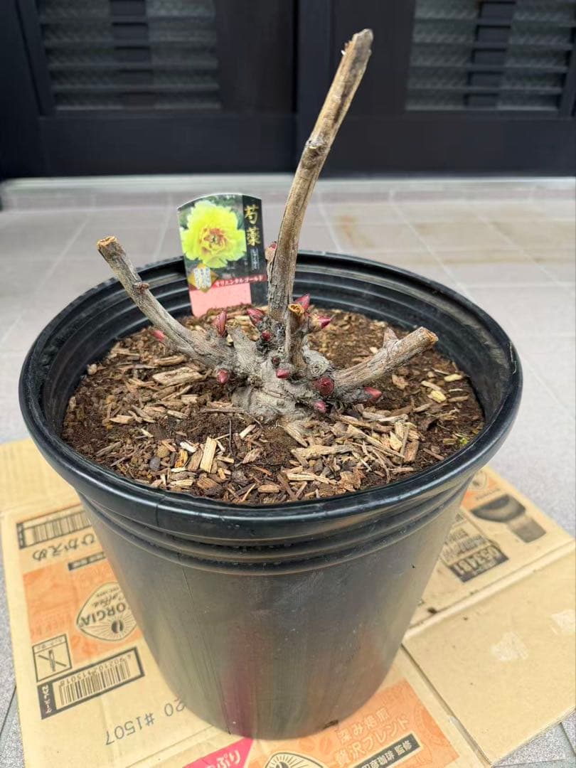 芍薬苗 オリエンタルゴールド 特大株 鉢ごと発送