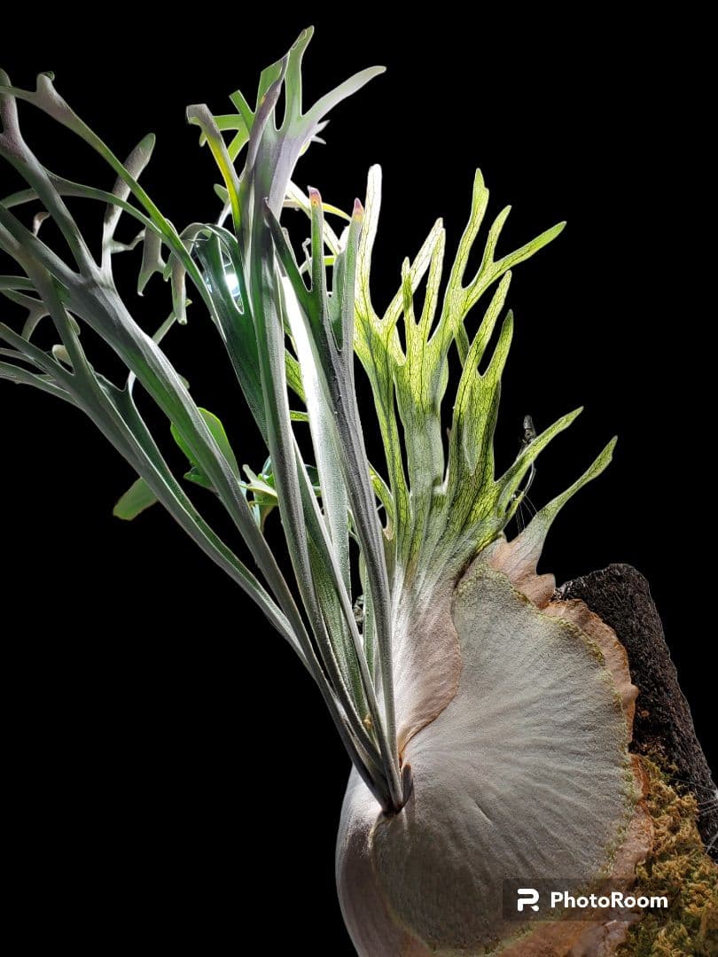 P.veitchii limited species 3 edition親株 - メルカリ