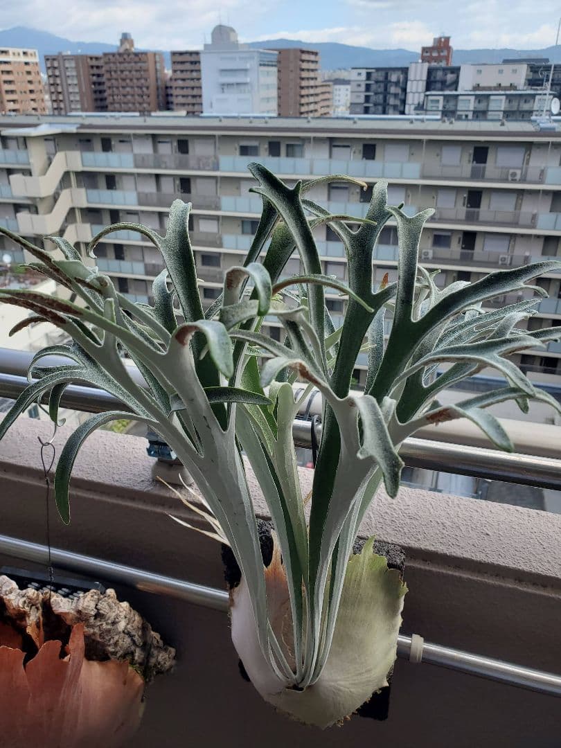 P.veitchii limited species 3 edition親株 - メルカリ