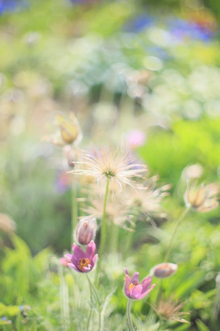 《希少》carenar 55mm F1.8（M42）PETRI製OEM【良品】