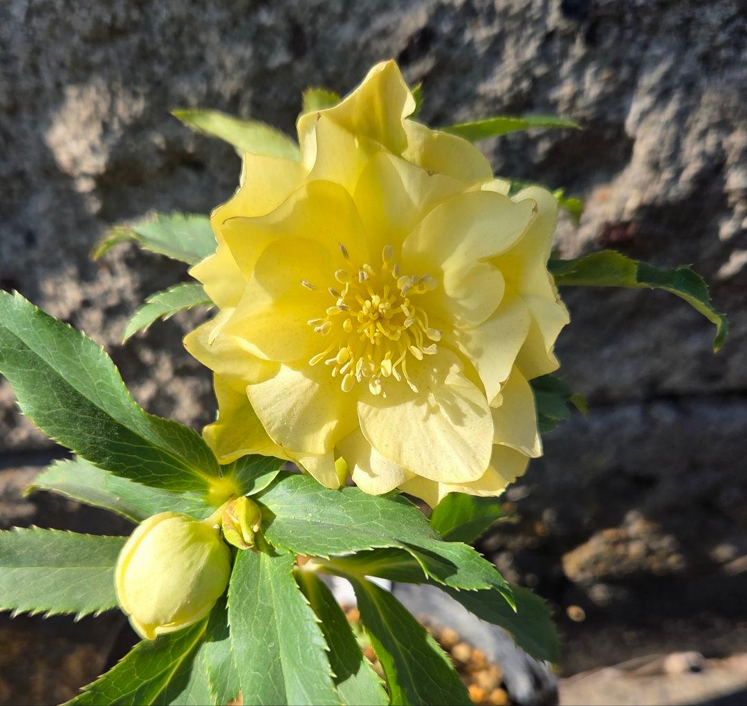 クリスマスローズ かぐや姫 - メルカリ