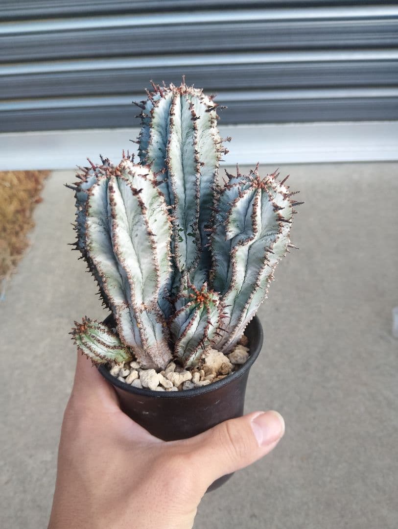 特選群生株 ユーフォルビア ホリダ \" スノーフレーク \"