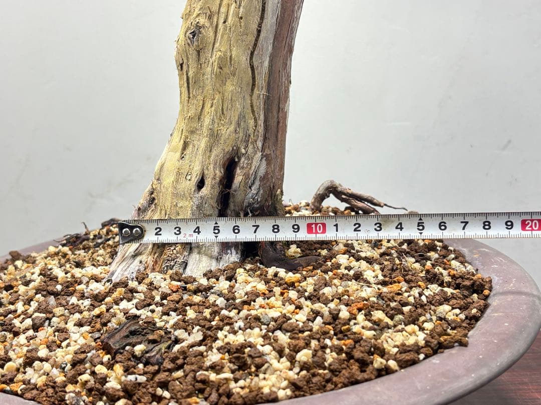 K*K様 サービスオークション】【文人】真柏 盆栽 高さ56㌢ - メルカリ