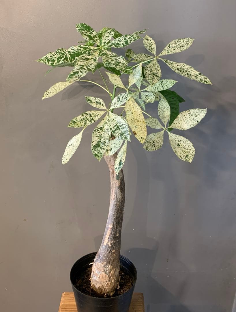 パキラ ミルキーウェイ 2 - メルカリ