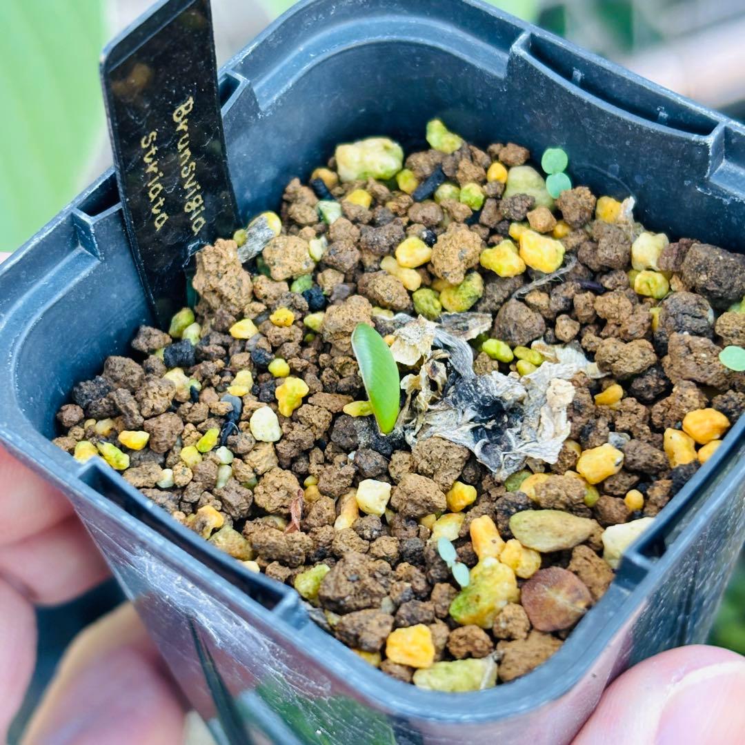 ハロウィンセール！希少 エリオスペルマム SP チタノプソイデス ケープ