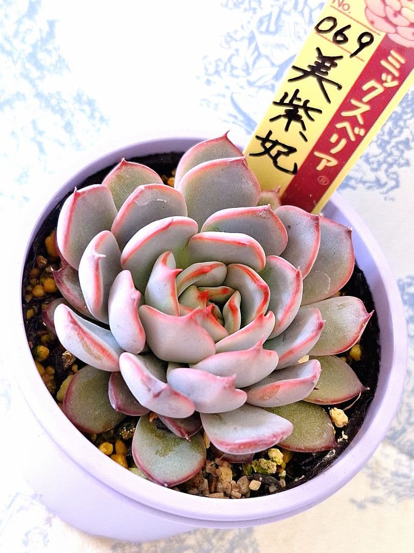 美紫妃 札付きポットごとメルカリ便おらいさん苗ミックスベリア - メルカリ