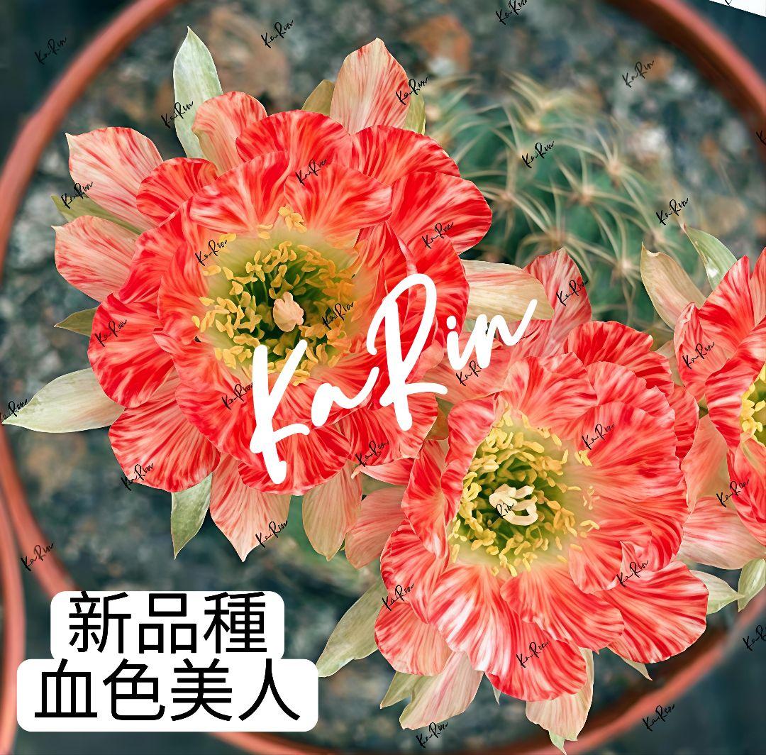 888-YU様専用商品 花サボテン - メルカリ