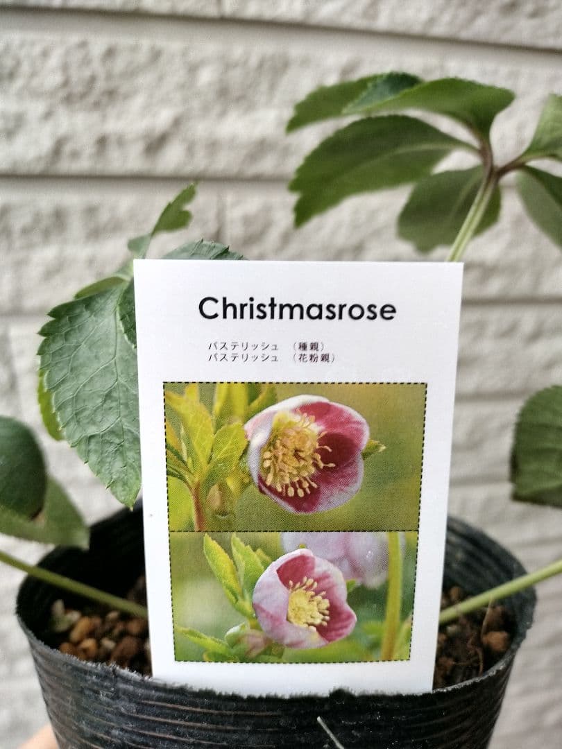 クリスマスローズ ss パステリッシュ ストレイン 4号 苗 鉢 バラ