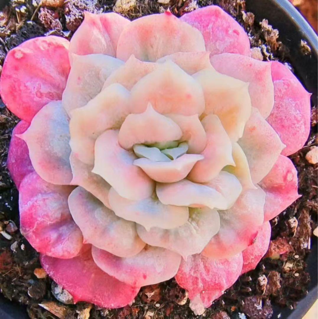 新品種 チュールスカート /Hades 多肉植物 エケベリア 写真1 2状態像