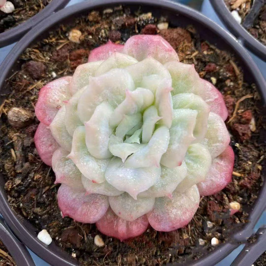 新品種 チュールスカート /Hades 多肉植物 エケベリア 写真1 2状態像