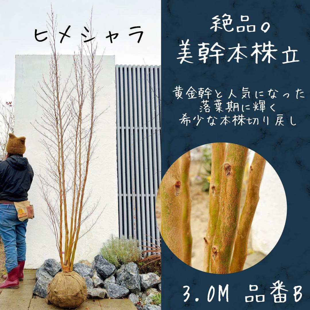 絶品黄金幹。ヒメシャラ切り戻し本株立ち3.0M(鉢底から)品番B 絶品黄金幹。ヒメシャラ切り戻し本株立ち2.8M(鉢底から) - メルカリ