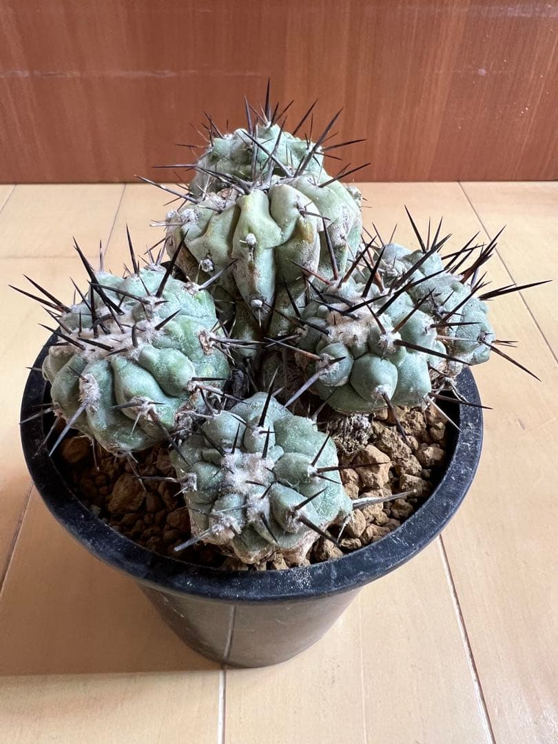 黒王丸 実生 群生 コピアポア コピアポア 黒王丸 （実生） | hanayoshi-botanical