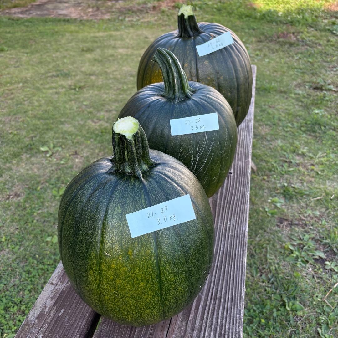 【ぷーこ】ハロウィンかぼちゃ　本物 hq720.jpg?sqp=-