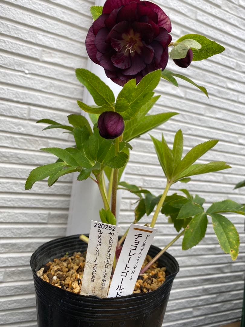 クリスマスローズ チョコレートゴールド - メルカリ