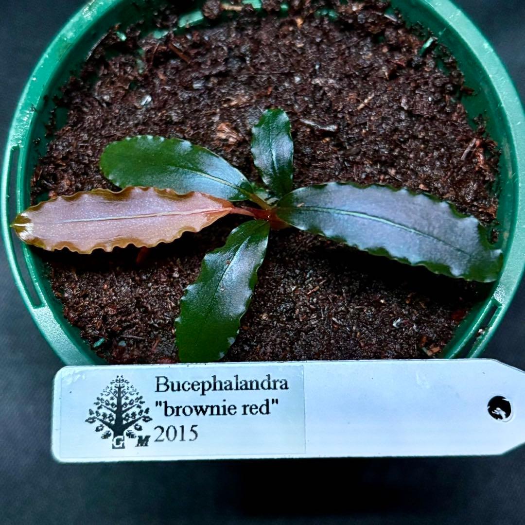ブセファランドラsp.ブラウニーレッド2015 ブセファランドラsp.ブラウニー ネオ 2015❣️ Bucephalandra sp