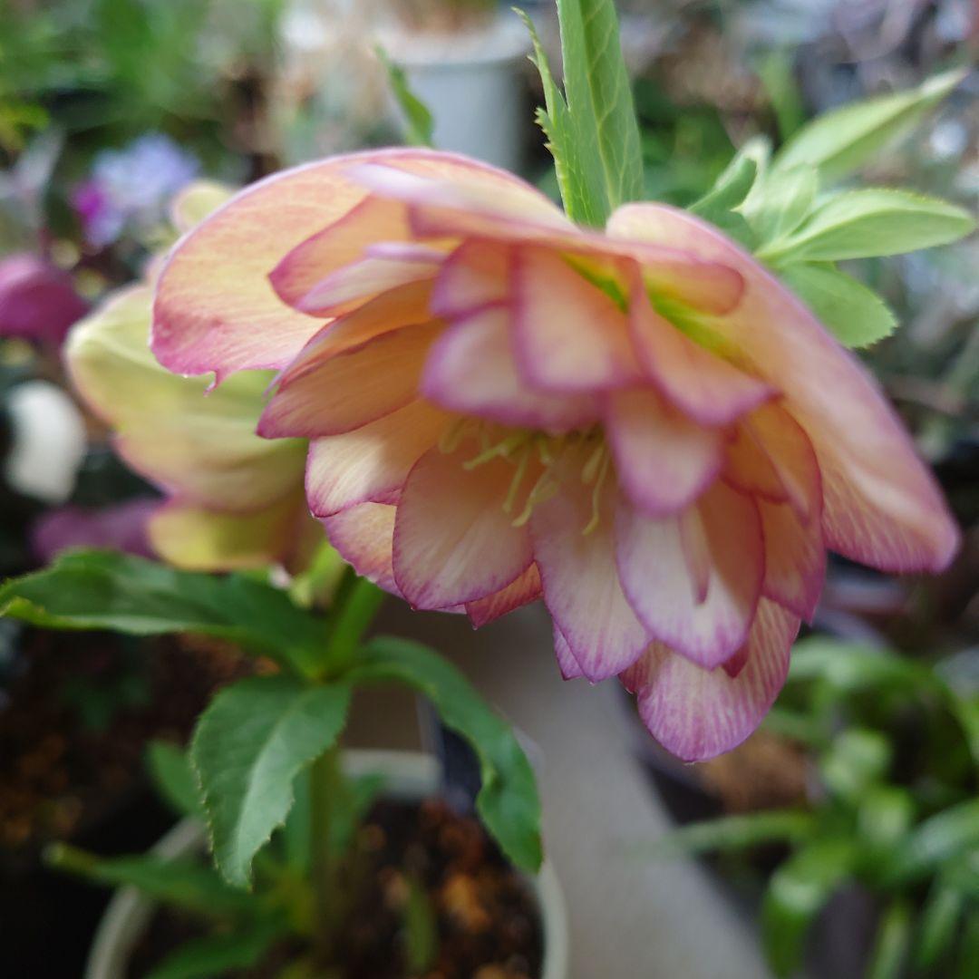 クリスマスローズ、ダブル、アンティークカラー、アプリコット、6号鉢