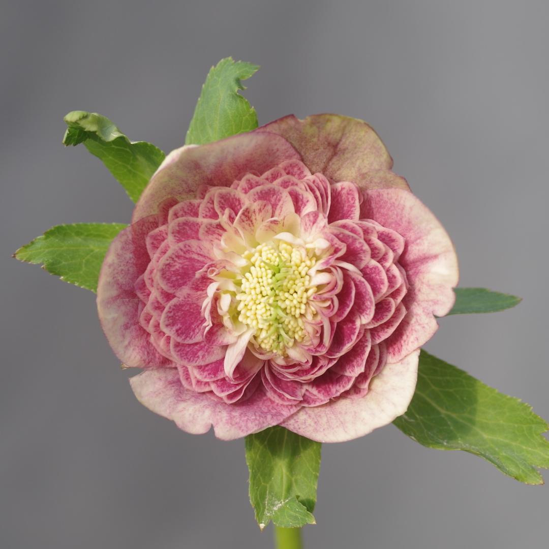 7609 認定！アンティークアフロディーテ 美花 クリスマスローズ開花