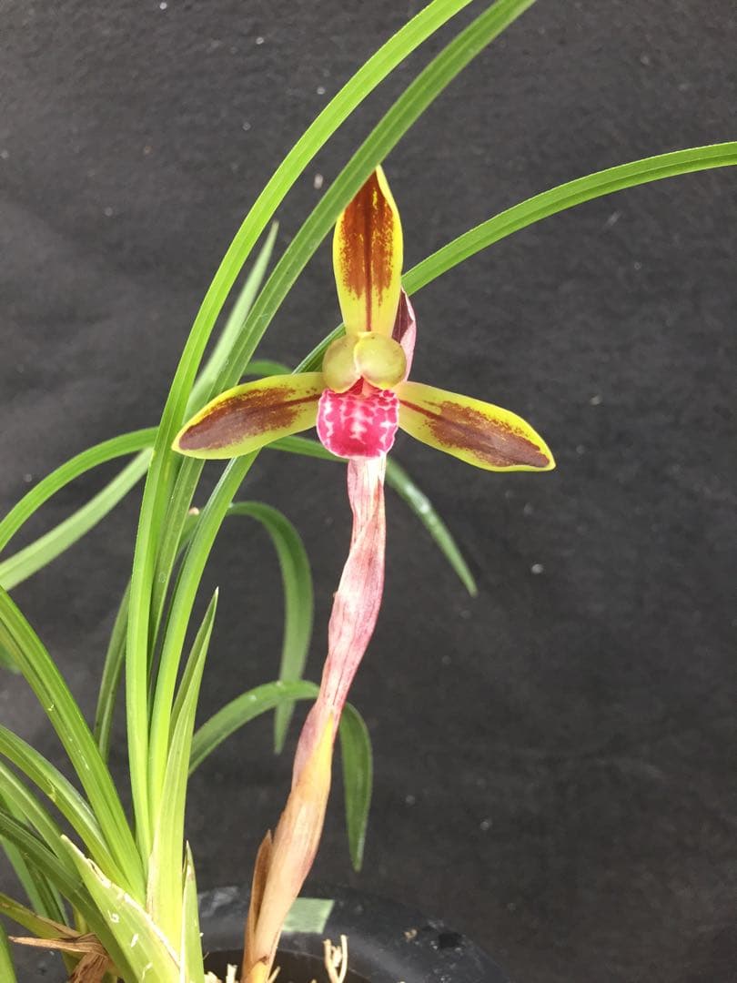 韓国春蘭 『南大門』2本立 日本春蘭 中国蘭 東洋蘭 山野草 多肉植物