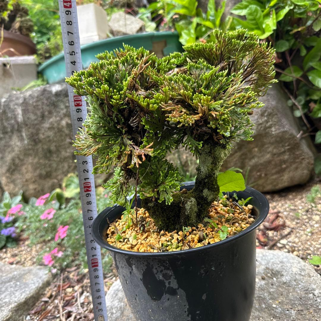 送料無料】岩松 イワヒバ 岩ヒバ 盆栽 山野草 高山植物 140 - メルカリ