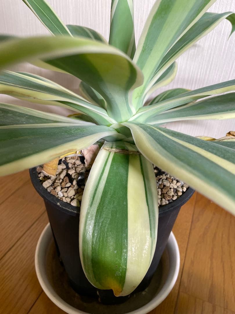 アガベ アテナータ White edge with yellow 白覆輪 黄中斑