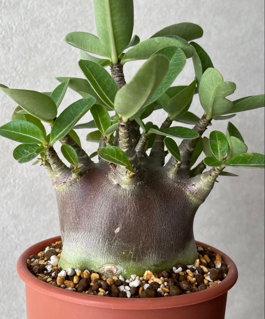 激レア/ブラックスキン/ドワーフ 】アデニウム アラビカム ガラメーG-1