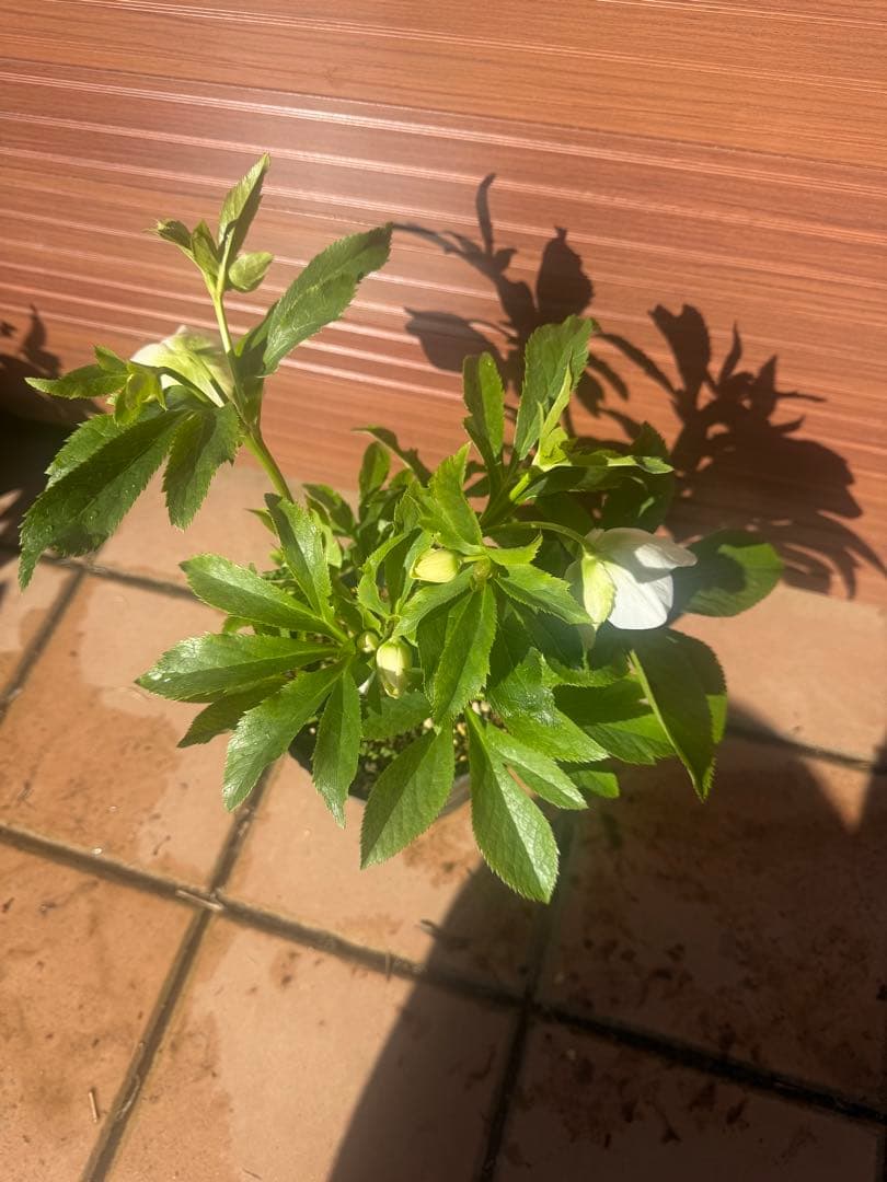 未株分】若泉ファーム クリスマスローズ セミダブル - メルカリ