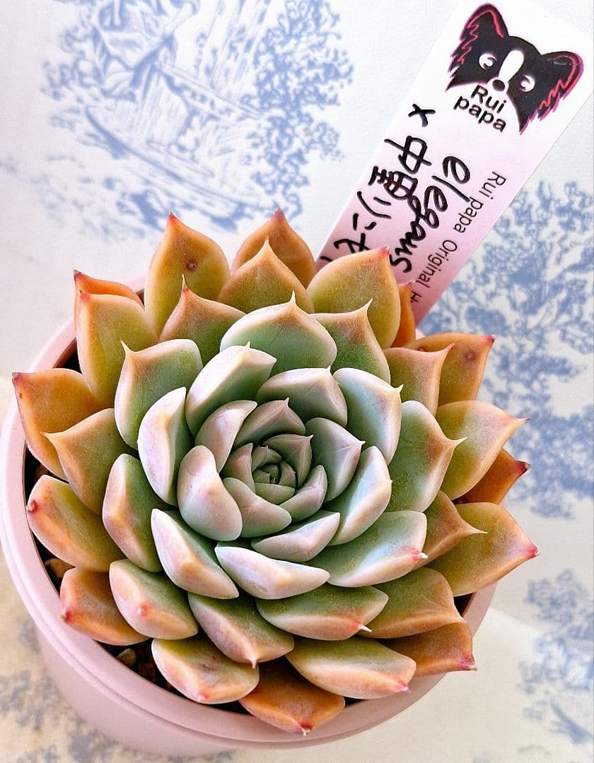 エレガンスラパス×中里リンゼアナ札付きポットごとルイパパさん苗