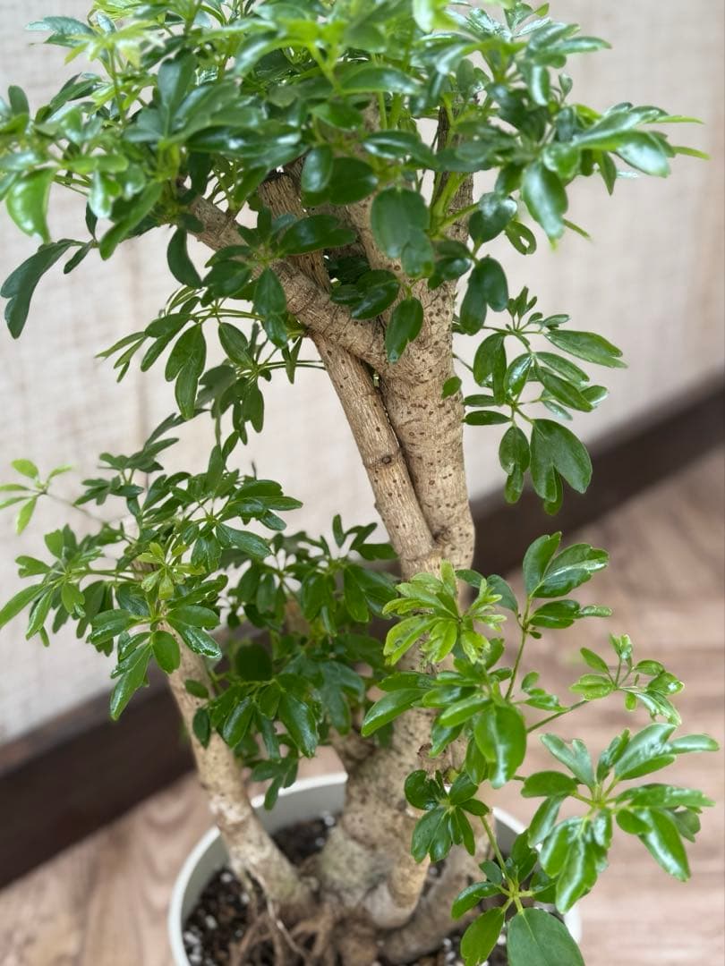 ☆ シェフレラレナータ 希少•太幹原木♪ 7号 72cm♪ - メルカリ