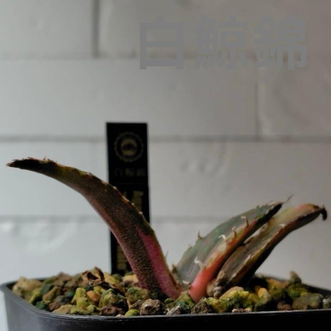 W69 アガベ チタノタ 白鯨錦 縞斑錦 - メルカリ