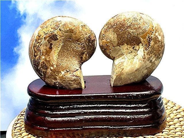 ☆貴重－アンモナイト縫合線オパール化石標本B89U3/70U68A - メルカリ