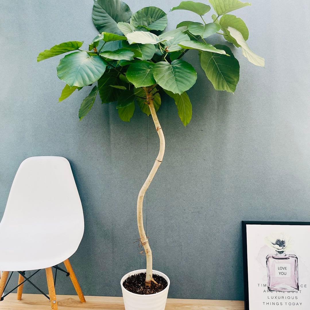 現品］22番 フィカス ウンベラータ 8号 観葉植物 室内 大型 ゴムの木