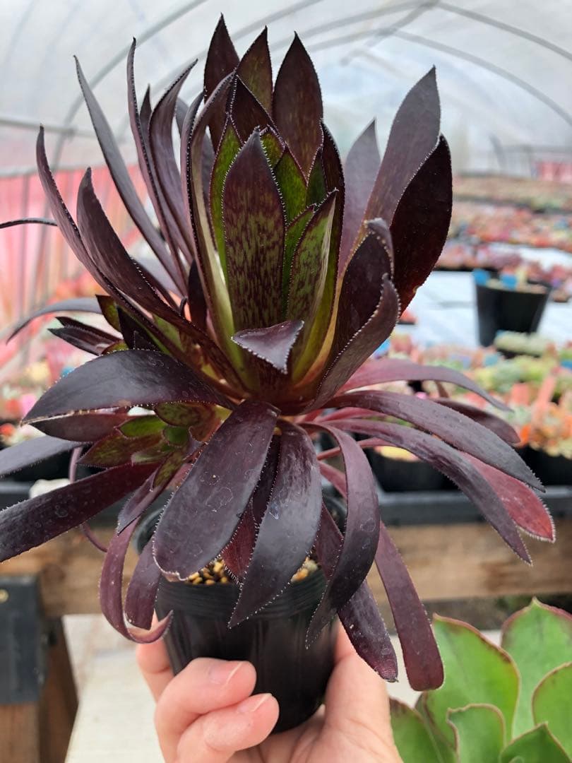 アエオニウム♡抜き苗セット - メルカリ